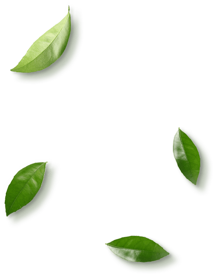 leaves.png