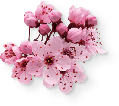 left-side-sakura.png